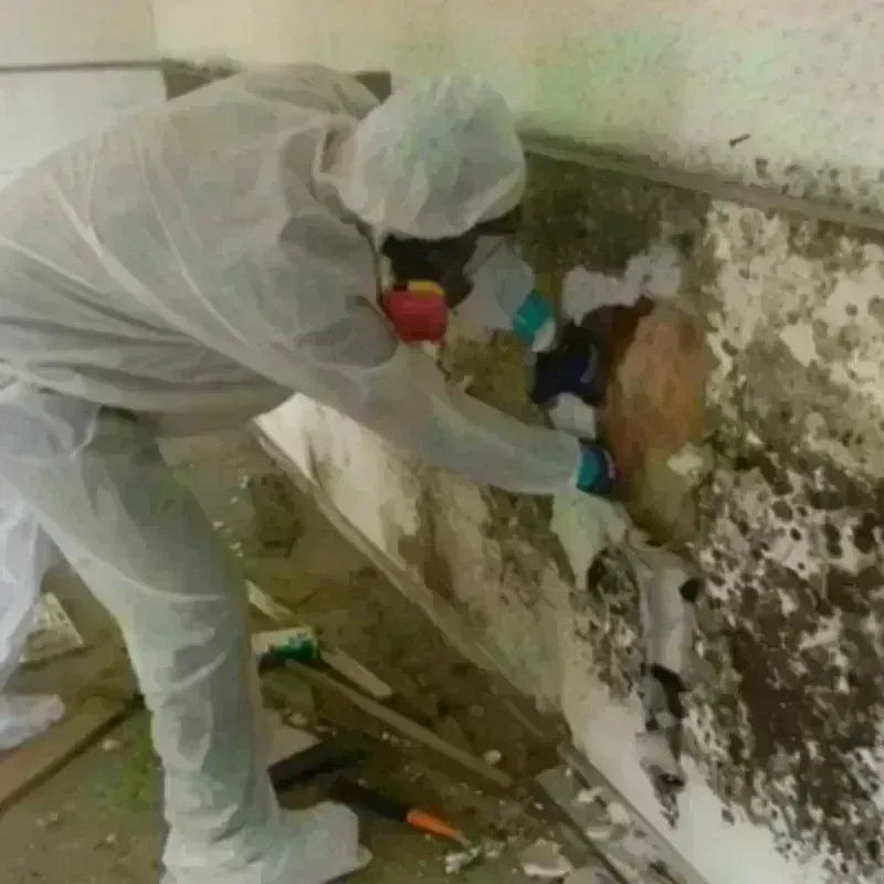 Mold Remediation and Removal in Fowler, CO